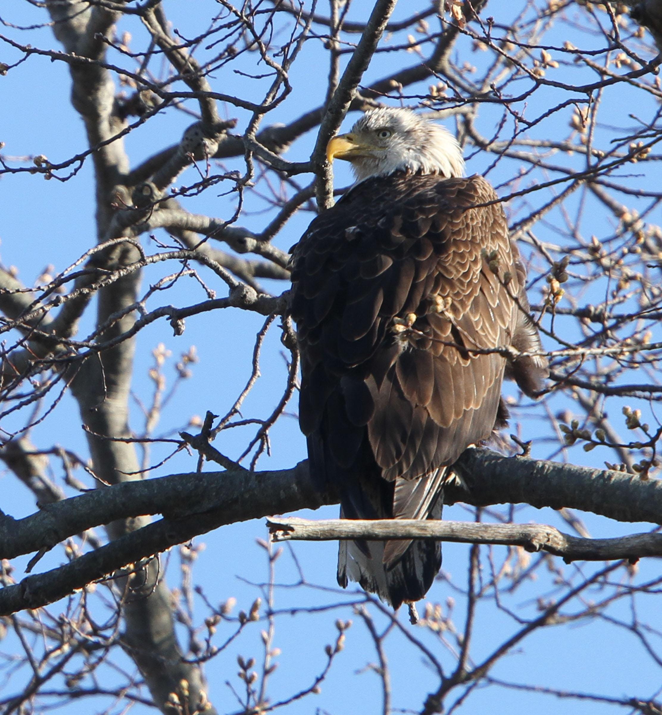 nj eagles